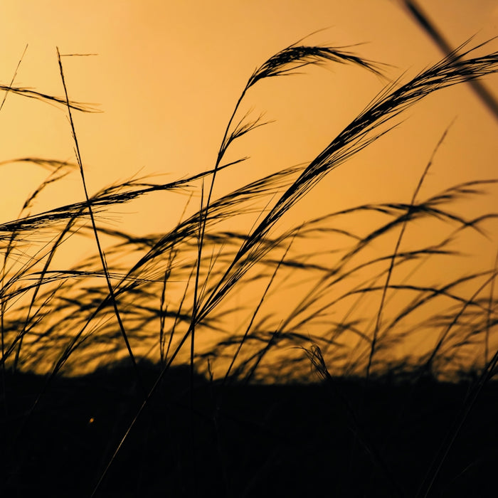 the silhouette of a field of tall grass at sunset